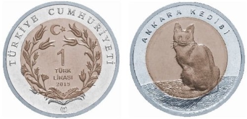 ankara kedisi