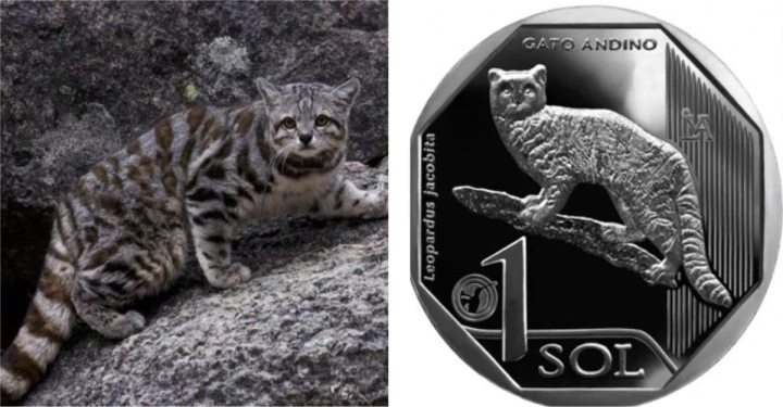 Peru 1 sol Ocelot andyjski 2019