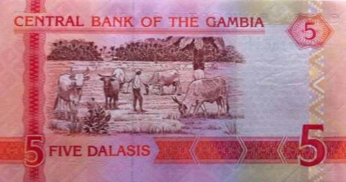 Gambia 5 Dalasi Wypas bydła 2013 P-25c