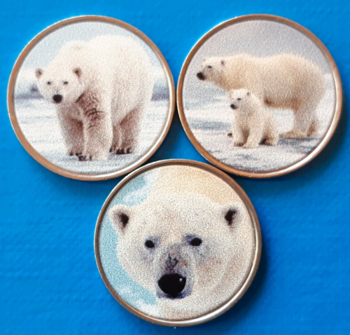Szetlandy East Burra x 3 Niedźwiedzie polarne 2021