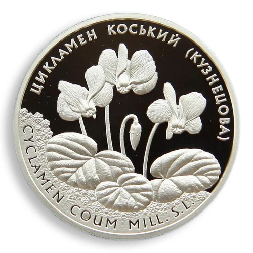 Cyclamen coum (Kuznetzovii)