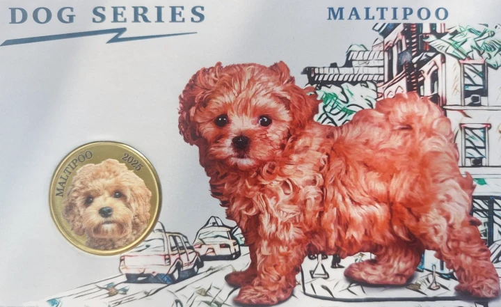 Mjanma Pagan 3 $ Psy - Maltipoo 2025