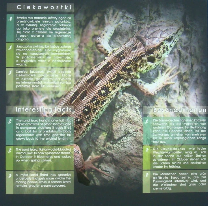 Polskie monety obiegowe  Jaszczurka x 9 2013